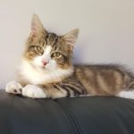 Meet Reggie! (Booked)
