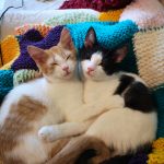 Meet Bru & Bo! (Booked)