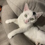 Meet Josie!