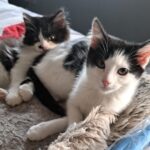 Meet Lottie & Loki! Homed